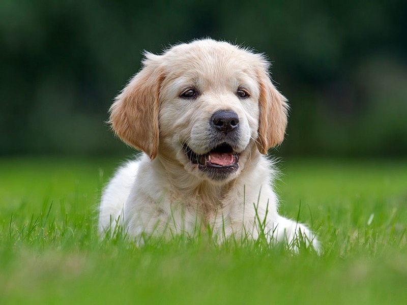 puppy from Wikimedia commons